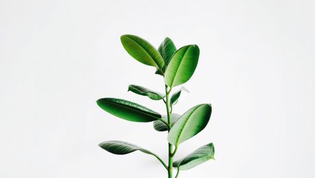 Benefits of Plants in the Workspace Closeup green plant